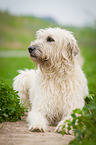 lying Irish Wolfhound