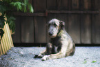 young sighthound
