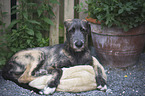 lying sighthound