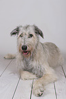 lying sighthound