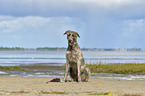 sitting Irish Wolfhound