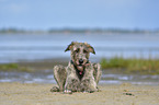 lying Irish Wolfhound