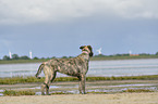 standing Irish Wolfhound
