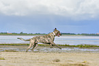 running Irish Wolfhound