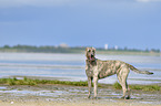 standing Irish Wolfhound