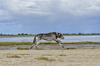 running Irish Wolfhound