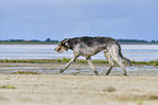 running Irish Wolfhound