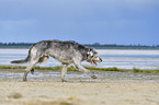 running Irish Wolfhound