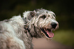 Irish Wolfhound portrait