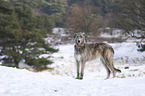 standing Irish Wolfhound