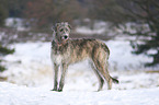 standing Irish Wolfhound