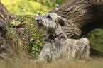 lying Irish Wolfhound