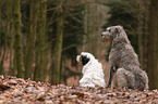 sighthound and Tibetan Terrier