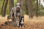 3 dogs