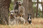 4 dogs