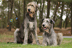 sighthounds