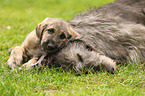 sighthounds