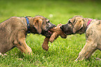 sighthound puppies