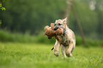sighthound puppy