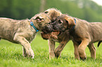 sighthound puppies
