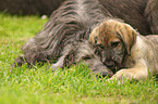 sighthounds