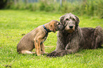 sighthounds