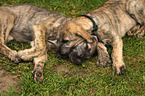 sighthound puppies