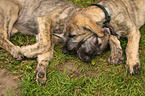 sighthound puppies