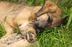 sighthound puppy