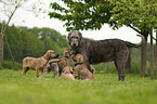 sighthounds