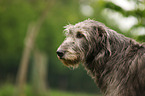 sighthound portrait