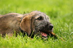 sighthound puppy