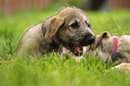sighthound puppies