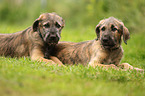 sighthound puppies