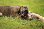 sighthound puppies