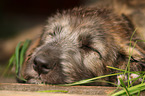 sighthound puppy