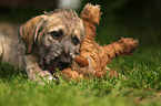 sighthound puppy