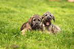sighthound puppies