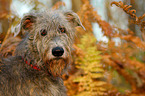 sighthound portrait
