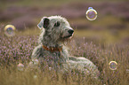 Irish Wolfhound in the heather