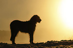 standing Irish Wolfhound