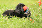 Irish Wolfhound Puppy