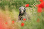 Irish Wolfhound