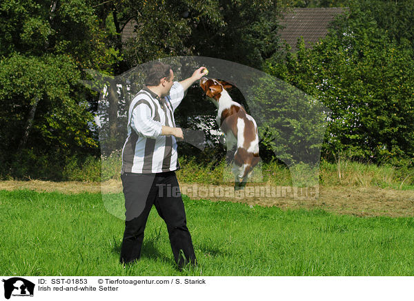Irish red-and-white Setter / Irish red-and-white Setter / SST-01853