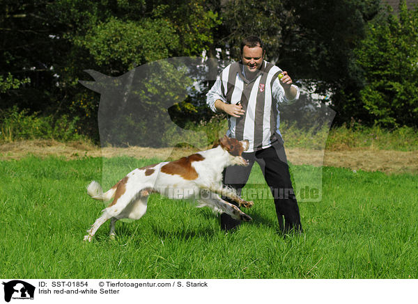 Irish red-and-white Setter / Irish red-and-white Setter / SST-01854