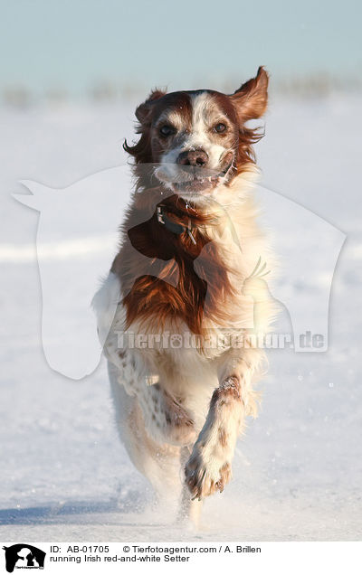 rennender Irish red-and-white Setter / running Irish red-and-white Setter / AB-01705