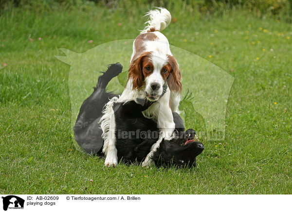 playing dogs / AB-02609
