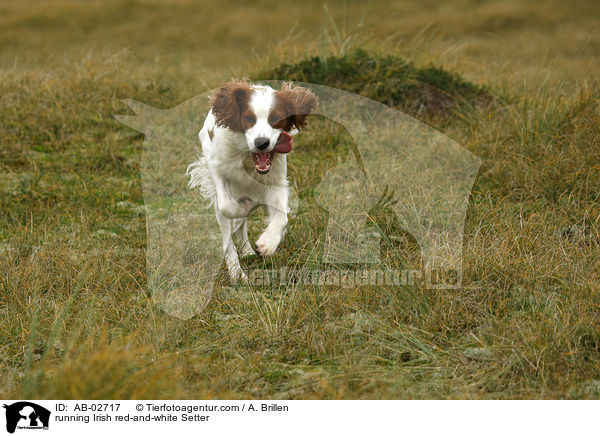 rennender Irish red-and-white Setter / running Irish red-and-white Setter / AB-02717
