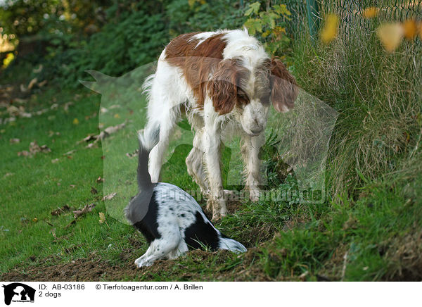 2 Hunde / 2 dogs / AB-03186