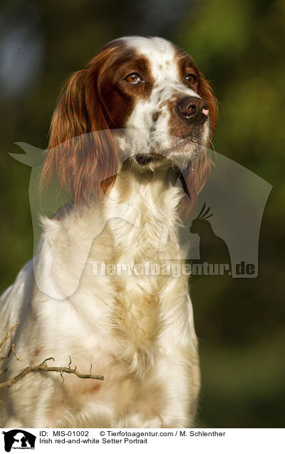 Irish red-and-white Setter Portrait / Irish red-and-white Setter Portrait / MIS-01002